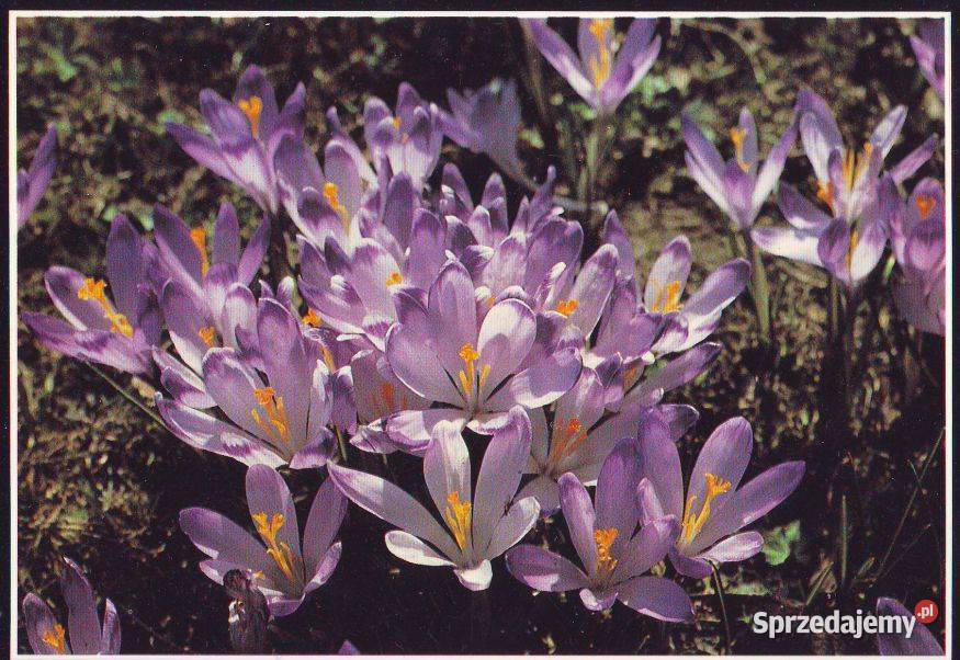 K Poczt Tatry krokusy widoki