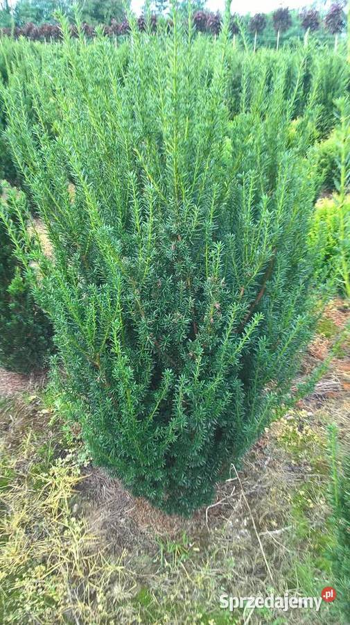 Gotowy Wysoki Żywopłot Cis BaccataHillii Rośliny Mszczonów