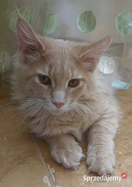 Kocurek Maine coon Koty Kowalewo Pomorskie
