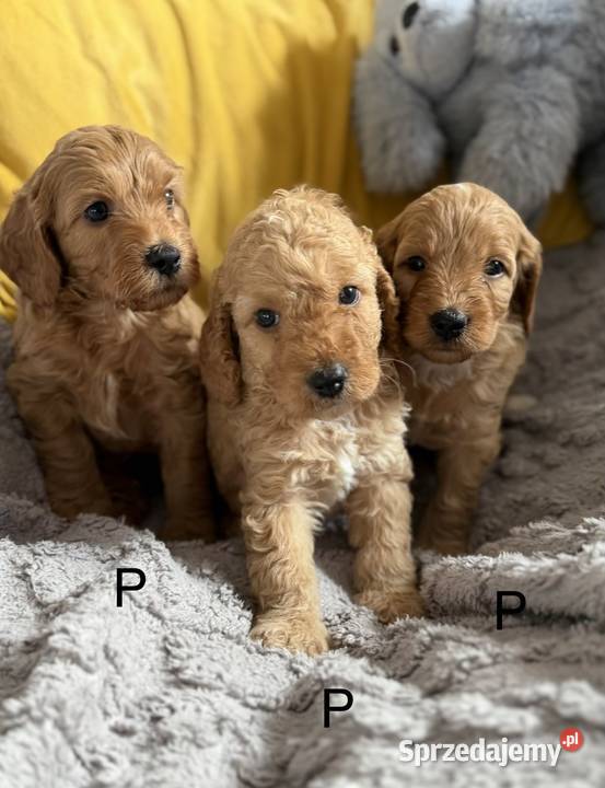 Cockapoo f1b śliczne szczenięta Brody