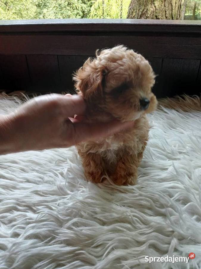 Maltipoo suczka Wyszków