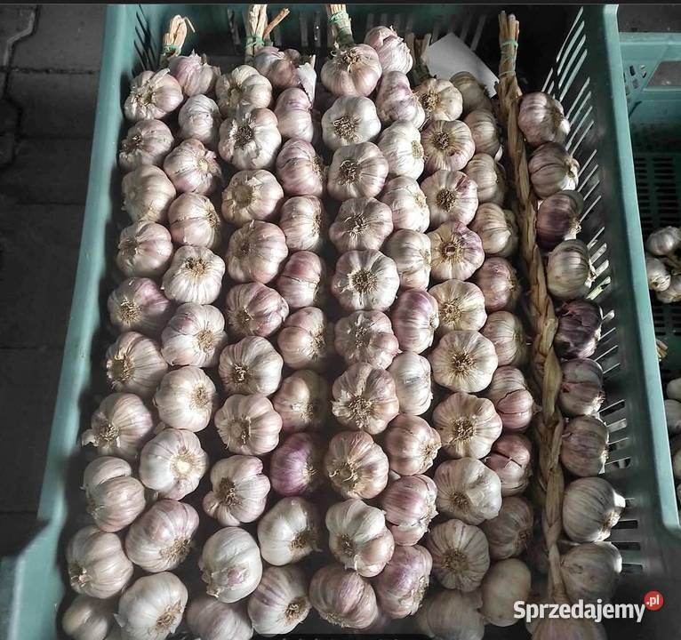 Czosnek Polski Zimowy Harnaś Sacin