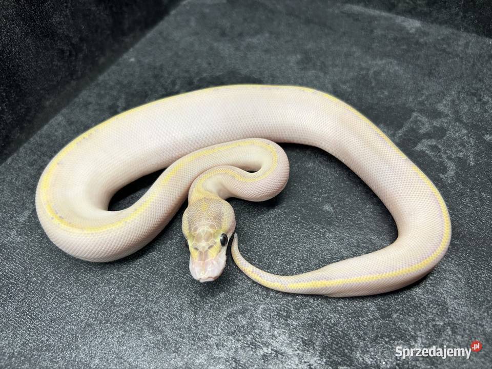 Ivory samiczka sprzedam