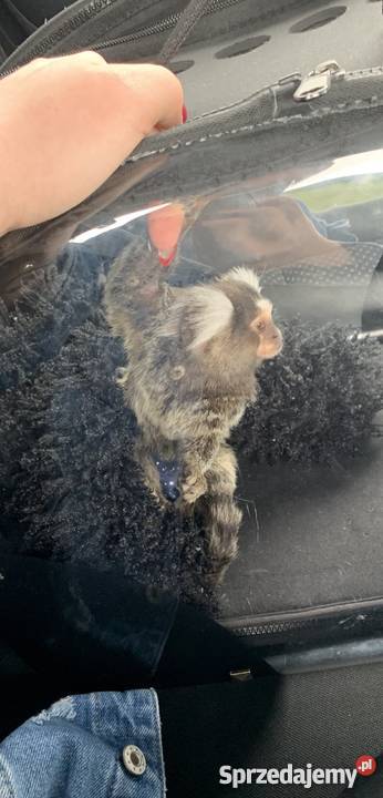 Małpka Marmozeta Białoucha Callithrix jacchus Pozostałe Nadarzyn sprzedam