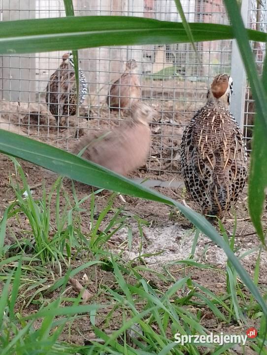 Przepióry perliste Montezuma Ptaki