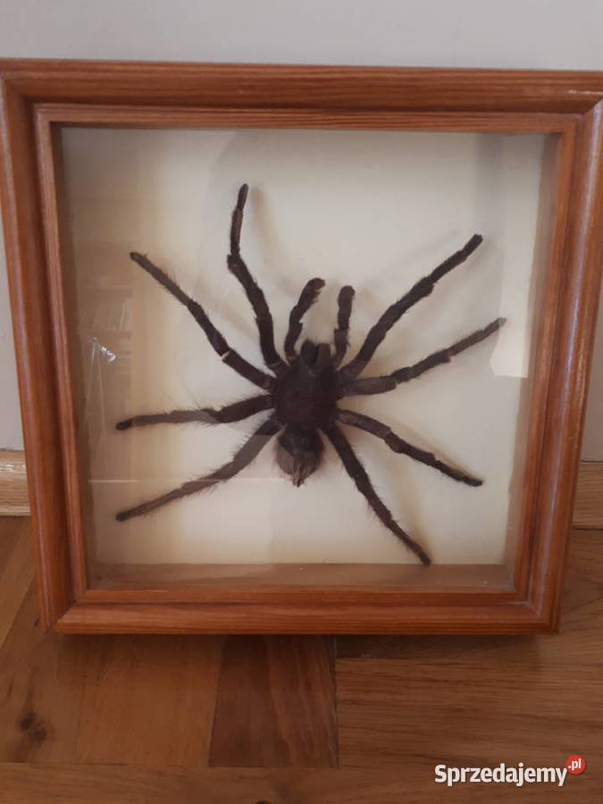 kolekcja ptasznik i skorpion w gablotach Antyki, Sztuka, Kolekcje