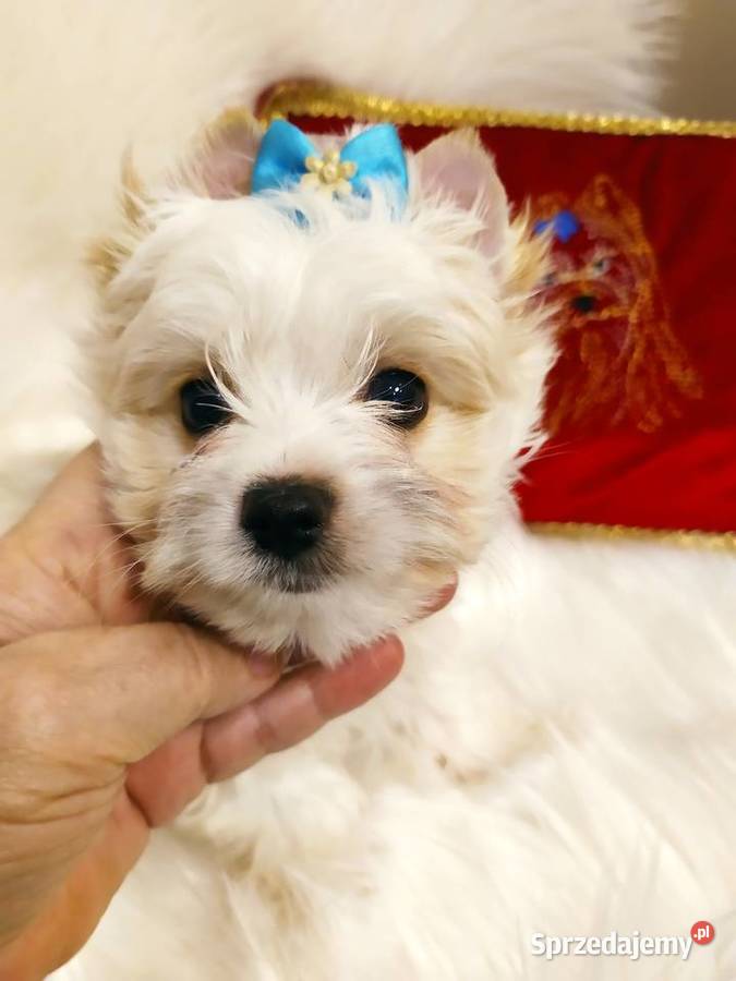 Maleńki samczyk Alus Golddust Yorkshire terrier Orzesze sprzedam