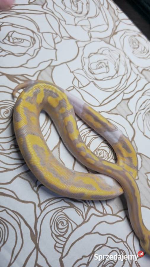 Wąż pyton królewski python regius samica Wrocław sprzedam