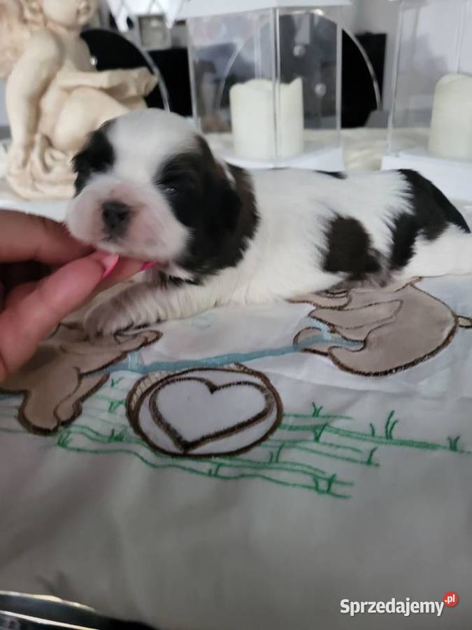 Pieski shih tzu tricolor i złoty z czarną maską Poręba