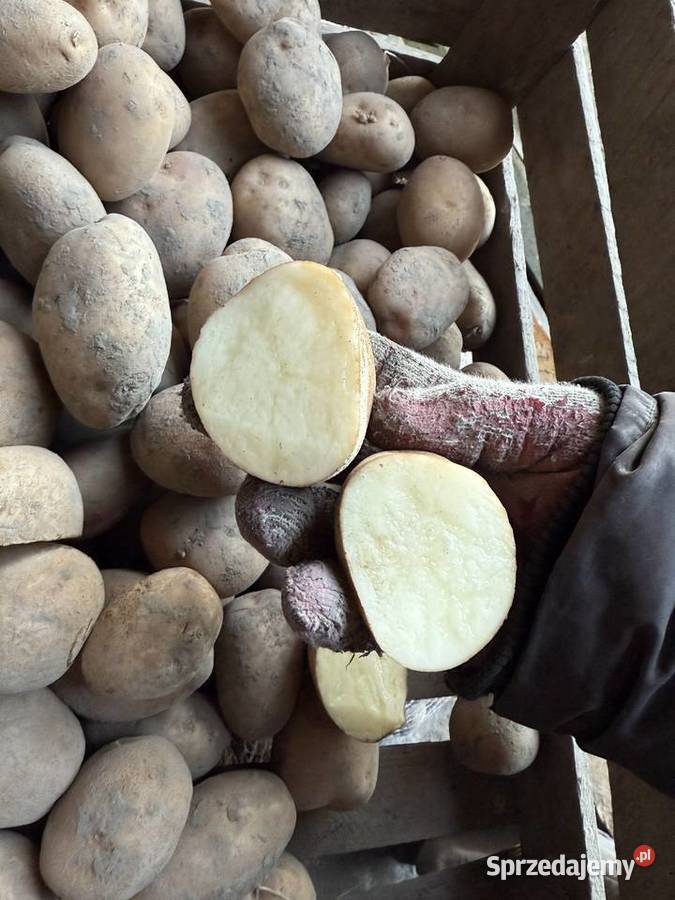 Ziemniaki Irga worki 15 Błonie