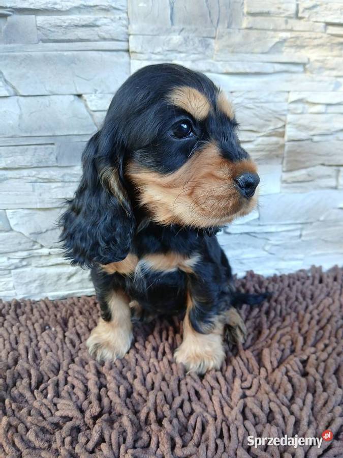 Śliczne Szczenięta Cocker Spaniel Angielski Cocker Spaniel sprzedam