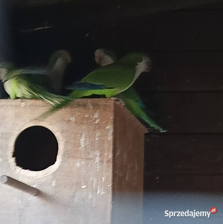 Sprzedam papugi mnichy nizinne Wilkowyja sprzedam