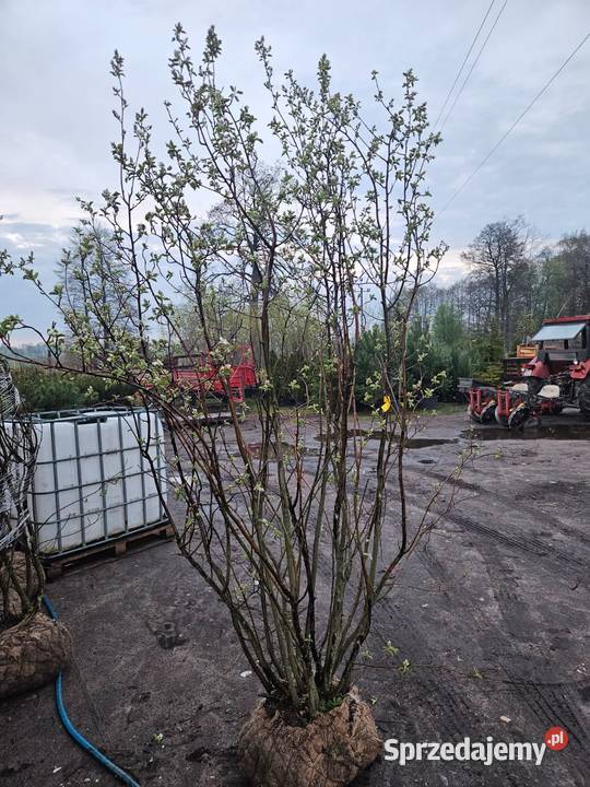 Amelanchier Świdośliwa Lamarcka Poznań sprzedam