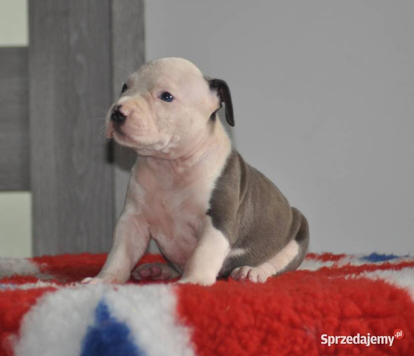 Amstaff zkwp fci BLUE piesek Koziegłowy