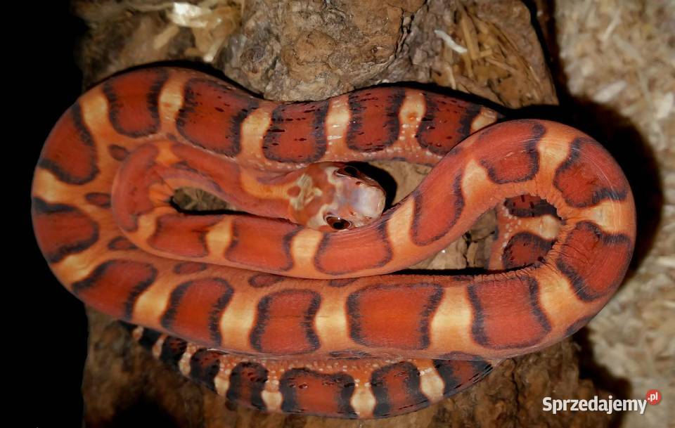 Wąż zbożowy SCALELESS węże zbożowe bezłuskie mazowieckie Warszawa sprzedam