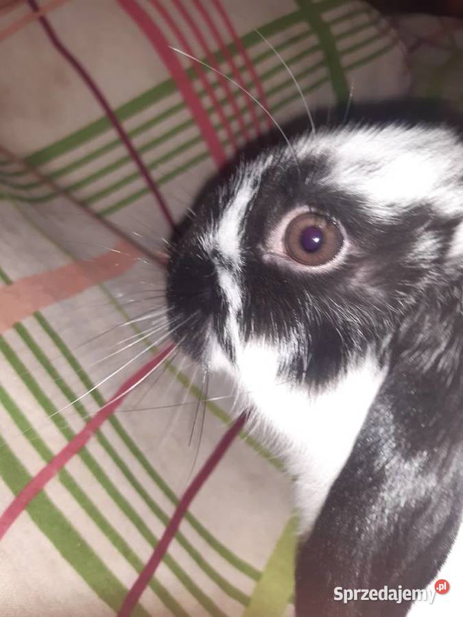 Króliczek mini lop Giełda zwierząt Radzymin