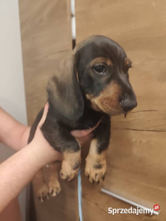 Jamnik szorstkowłosy pies Ciechanów