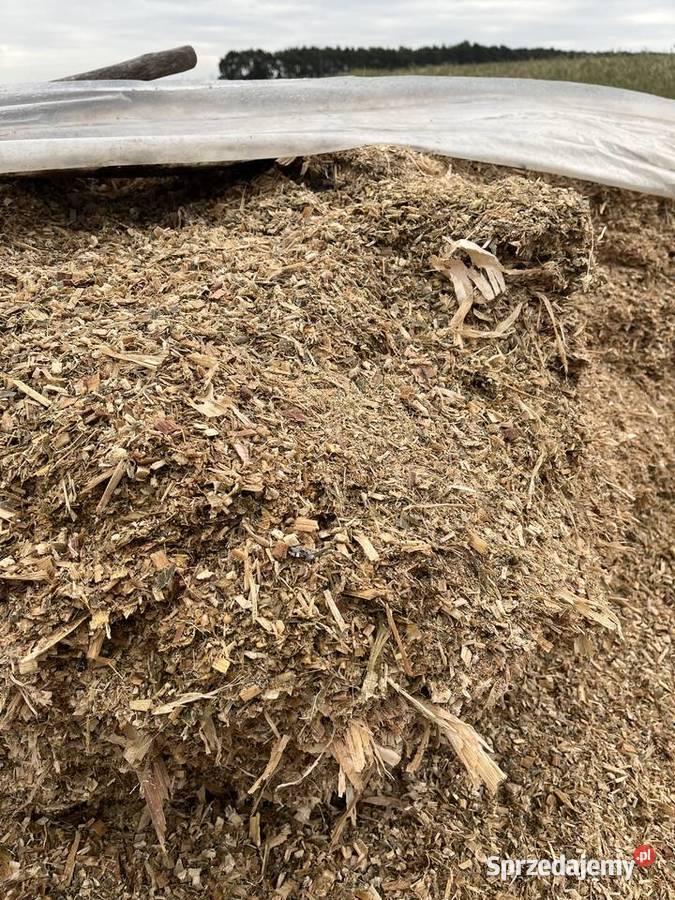 Kiszonka z kukurydzy Doruchów