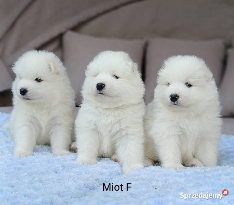 Samoyed reproduktor Olszówka