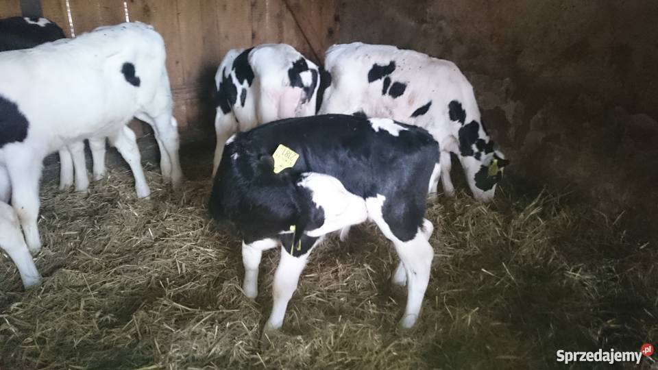 Byczki sprzedam mięsne mieszane i ho Golub-Dobrzyń