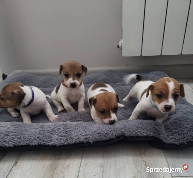 Jack Russell Terrier Nowy Dwór