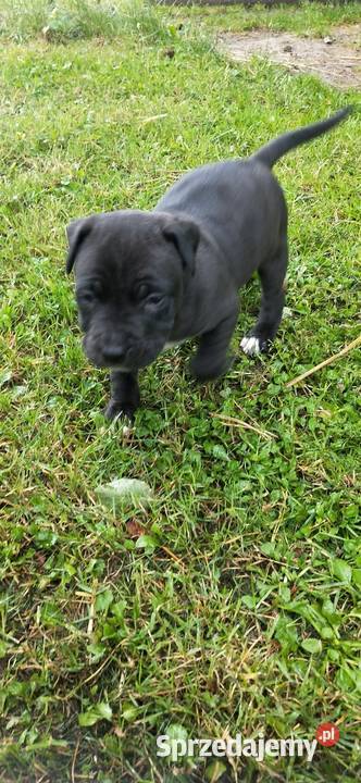 Piesek Pitbull Częstochowa