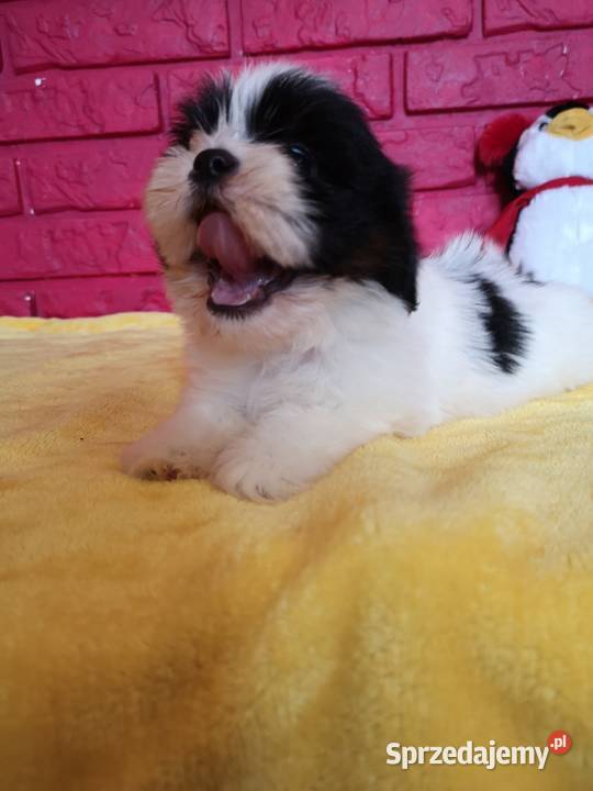SHIH TZU piękne malutkie szczenięta Tricolor Szczecinek sprzedam