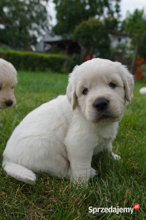 Golden Retriever szczeniaki z rodowodem sprzedam