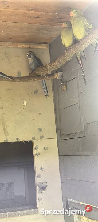 Rozella Królewska niebieska 2026r Zwierzęta Zelów