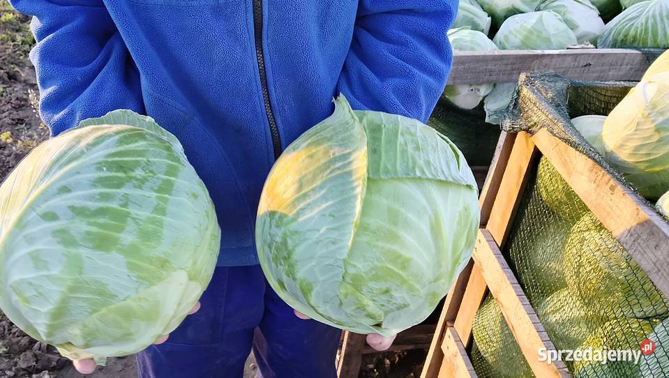 Kapusta biała Warta