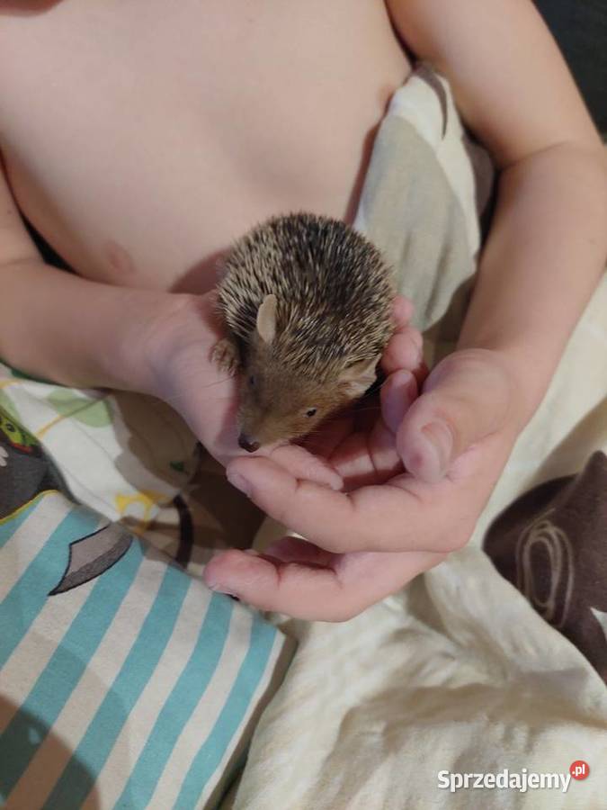 Sprzedam tenerki mniejsze z rodowodem OKAZJA