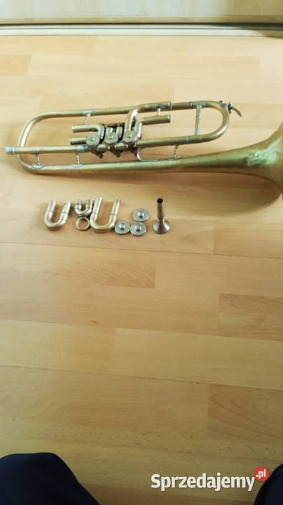 Trąbka skrzydlowa Kraków