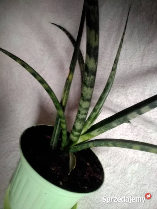 Sansevieria sukulent lisciowy Łódź