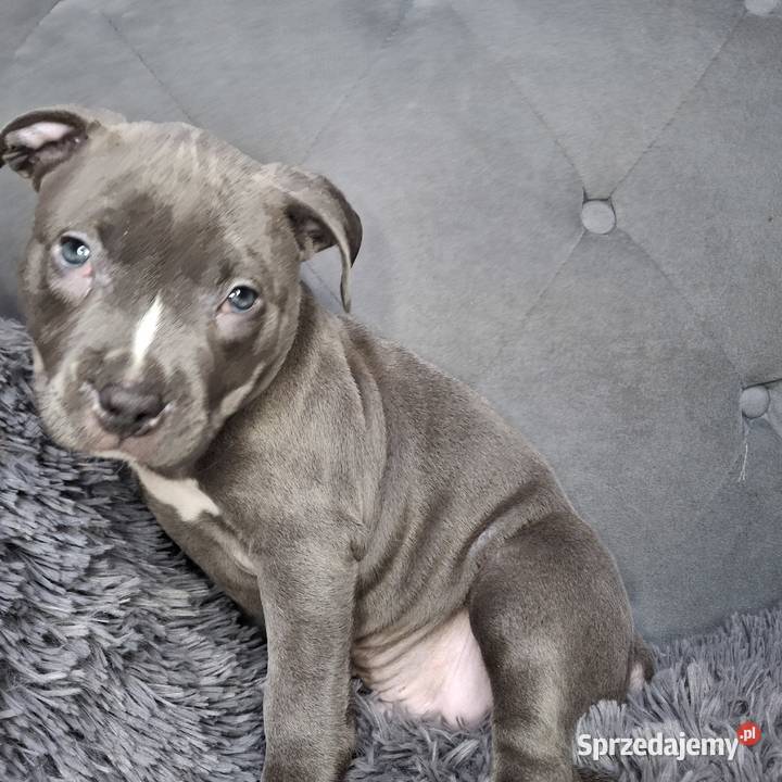 Amstaff szczeniak blue wyprawka metryka czip łódzkie Grabów sprzedam