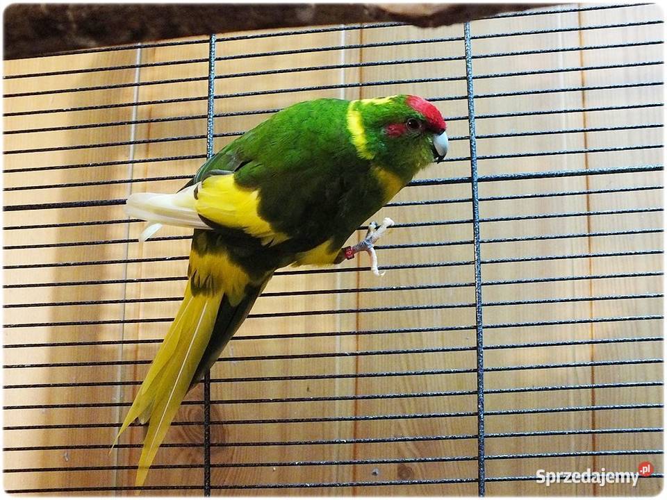 Papugi Modrolotki Kozy Parka legowa Samiec i Lubsko sprzedam
