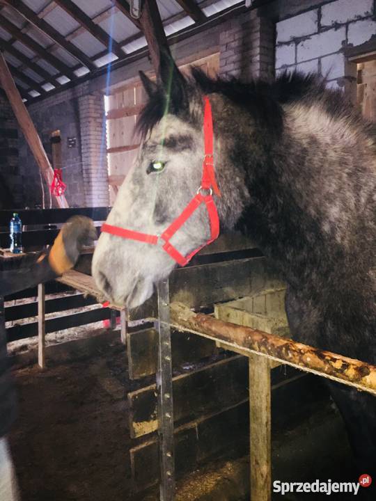 Do sprzedania klacz percheron Pozostałe Dalnia sprzedam