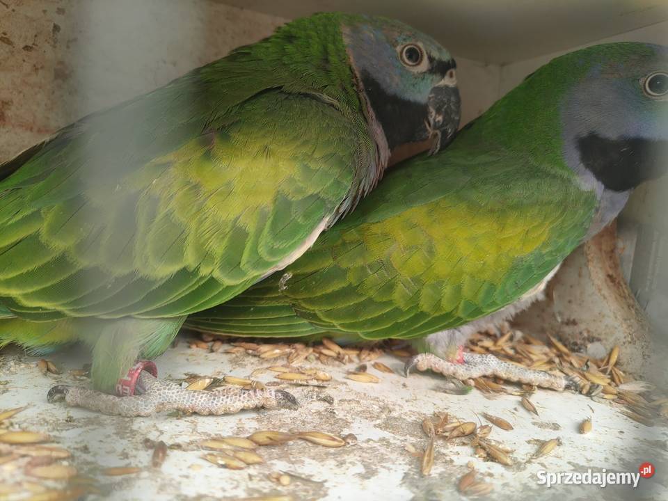 Papugi aleksandretty rozelle Parzno sprzedam