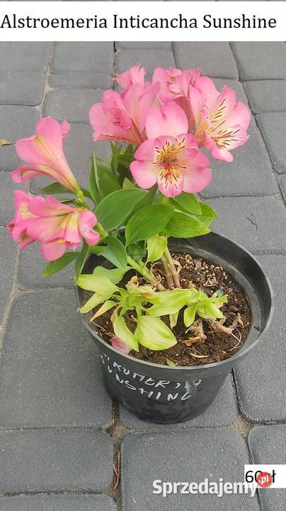 Alistromerie sprzedam