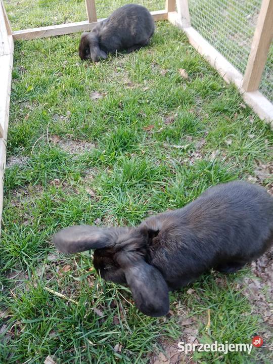 Króliki Gryzonie Kiełczewice Maryjskie