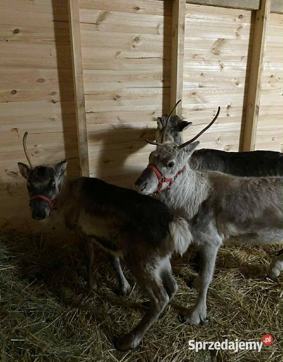 Renifer renifery młode oswojone Zwierzęta warmińsko-mazurskie Olsztyn sprzedam
