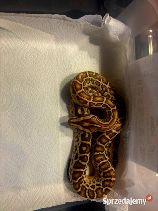 Młode Pytony birmańskie Python bivittatus Katowice sprzedam