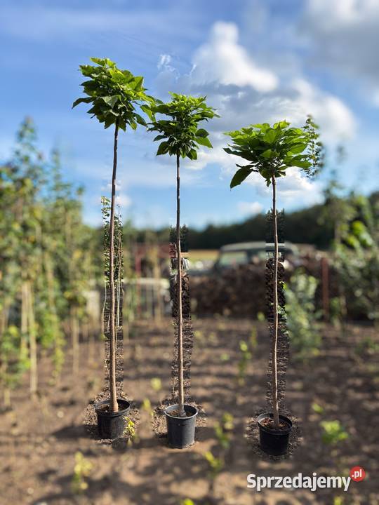 Katalpa Nana Catalpa szczepione na wys 15m 23m Bydgoszcz sprzedam