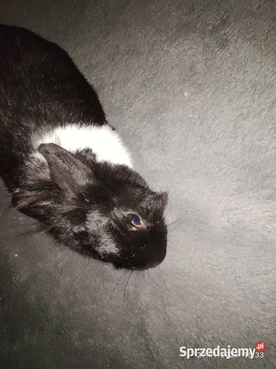 Królik samica miniaturka Szubin