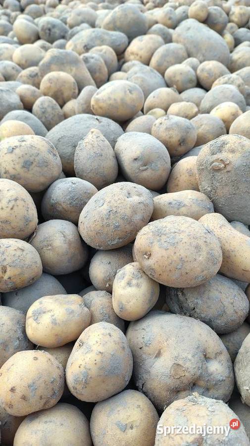 Ziemniaki vineta pierwszy centrali Do ziemniaków i warzyw Rolnictwo Uchanie sprzedam