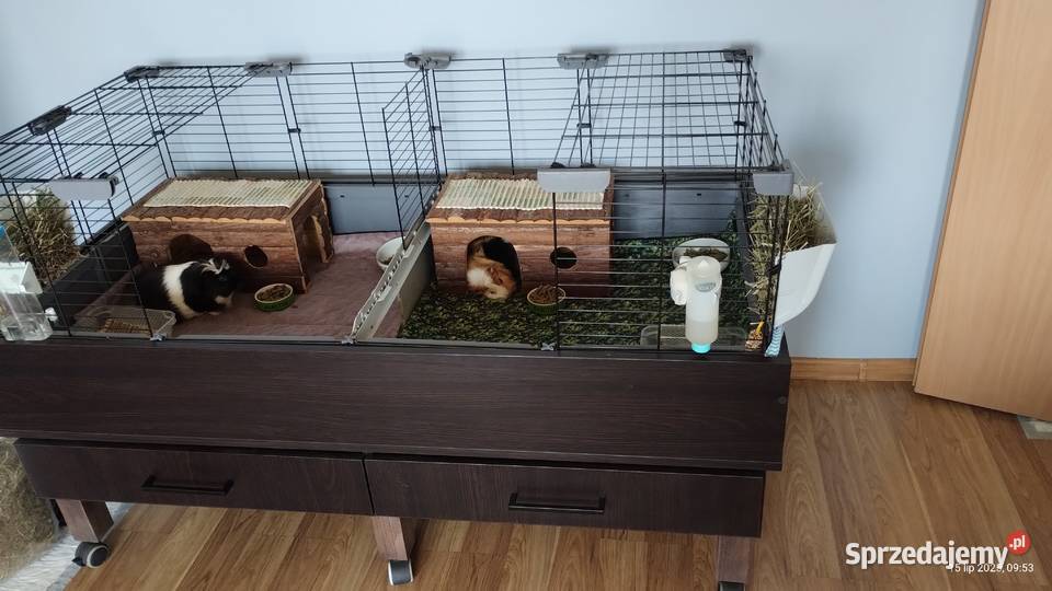 klatka modułowa dla swinek morskich