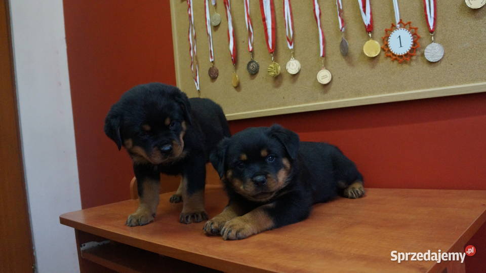 szczeniaki rottweiler sprzedam