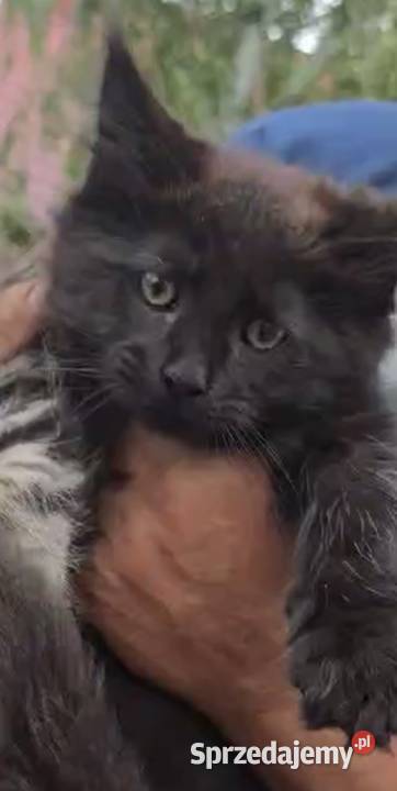 Kocurek Maine Coon wielkopolskie Kalisz