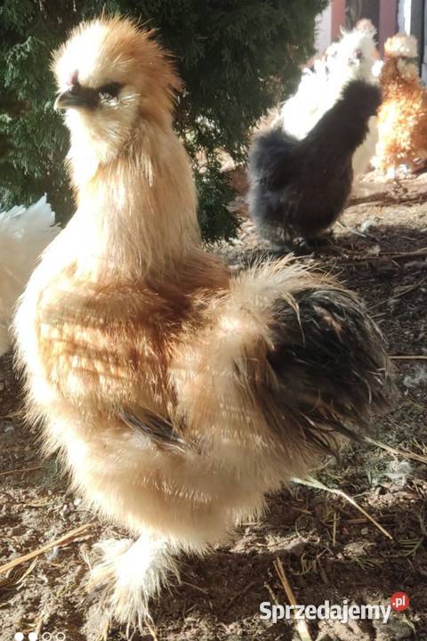 Jaja lęgowe Silek USA Łochów