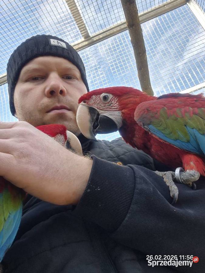 Ara Chloroptera oswojone ptaki Rakoniewice sprzedam