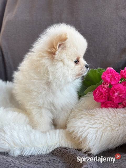 SZPIC MINIATUROWY POMERANIAN PIĘKNE DWA PIESKI